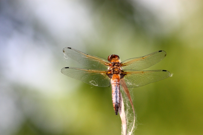 Libellula ID?